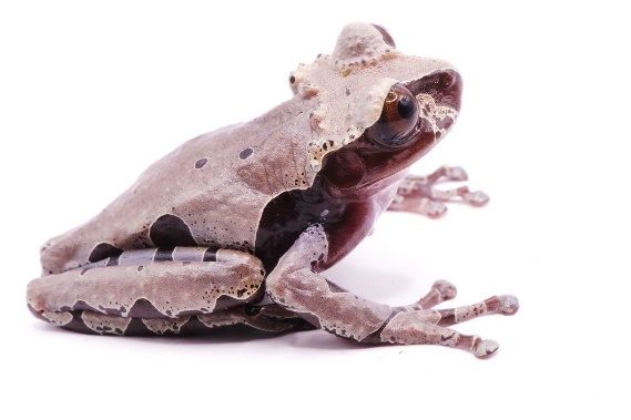 A close-up of a frog